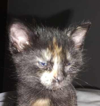 2 lovely kittens