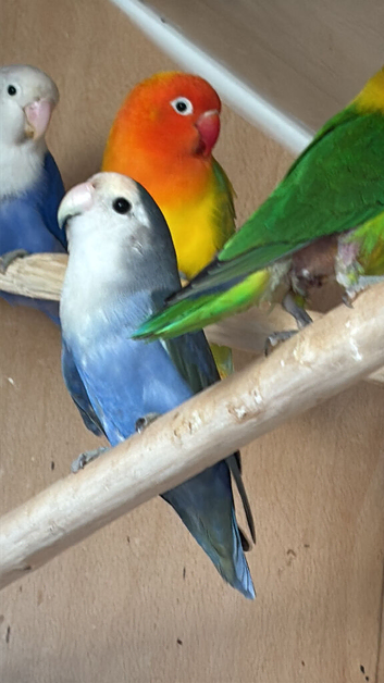 Female lovebird