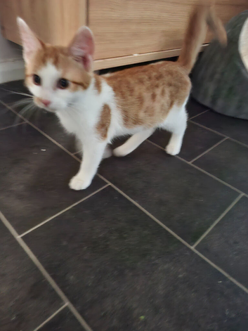 Ginger and white male