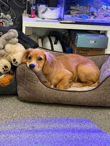 Cocker Spaniel Needs New home