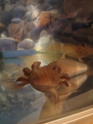 Axolotl