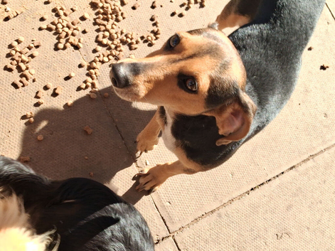 Jackshund
