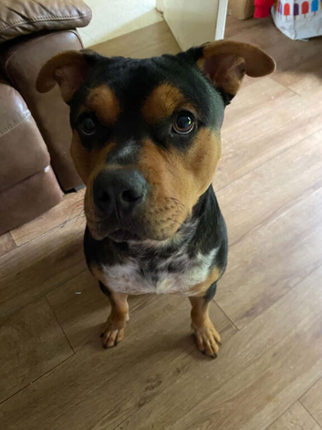 Rottweiler cross