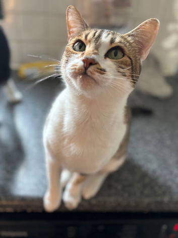 4 year old girl