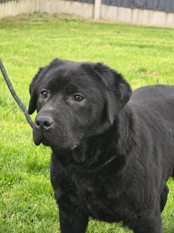 Beautiful 7 1/2 Month Old Labrador Dog