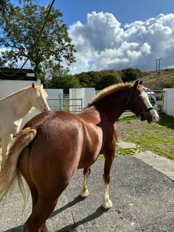 Section c gelding