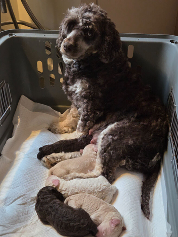 Cockapoo puppies