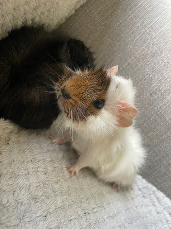 Baby female guinea pigs
