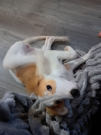5 month old female