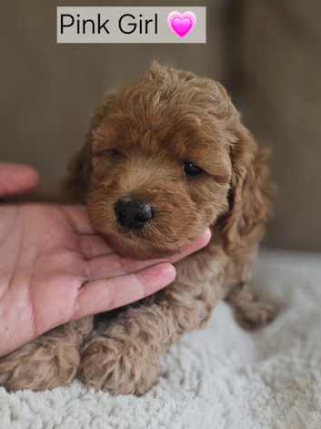 Ready, breeder, 4 dna clear red small miniature cockapoo litter