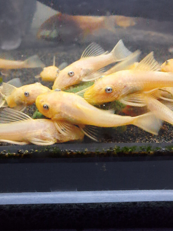 L144 Blue eyed Lemon Bristlenose Pleco