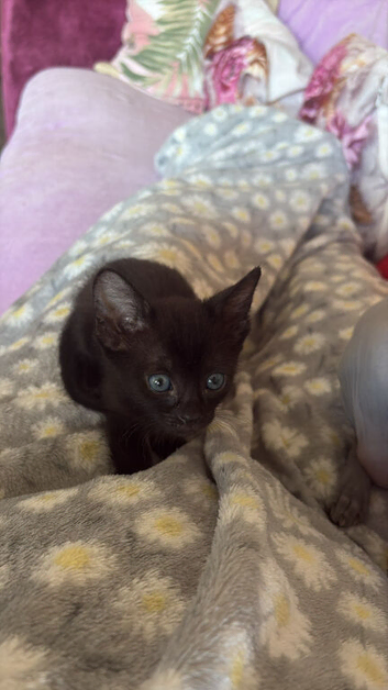 Sphynx  black hardly fluffy