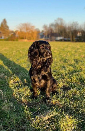 Handsome Henry