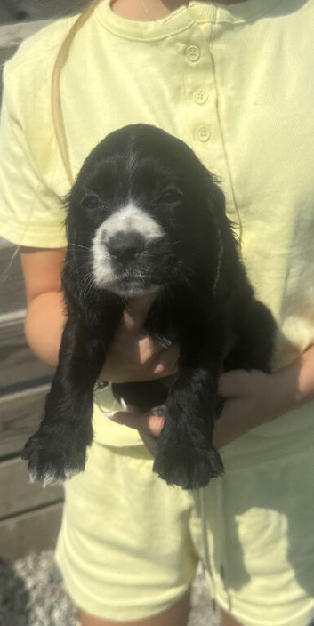 Show type cocker spaniel puppies 2boys 2 girls