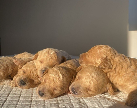 Beautiful F1 Poochon puppies
