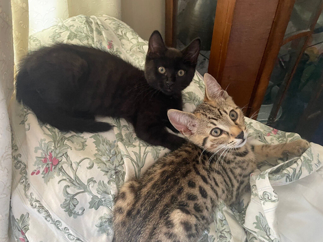 black bengal kitten -10 weeks old available now