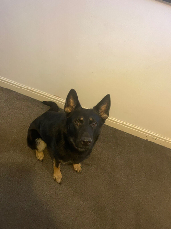 Female pup