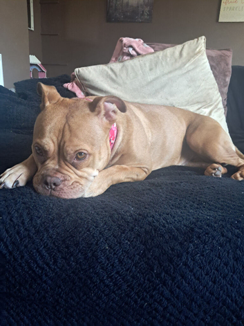 Daisy