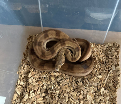 Male and female boa