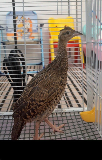 Kala teetar female for sale