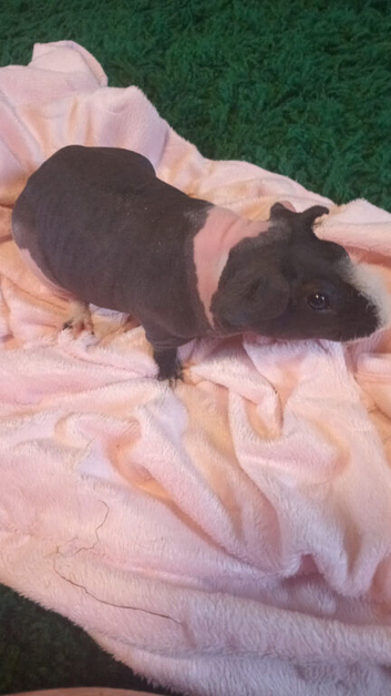Beautiful boy Skinny pig for sale!