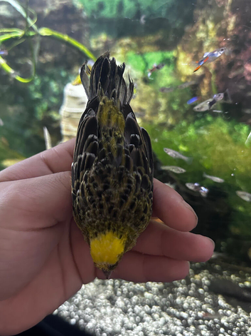 Lizard canary
