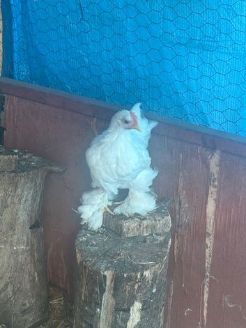 Pekin rooster