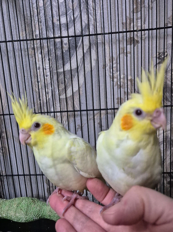 2 hand tame baby cockateals