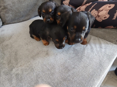 4 beautiful little puppy