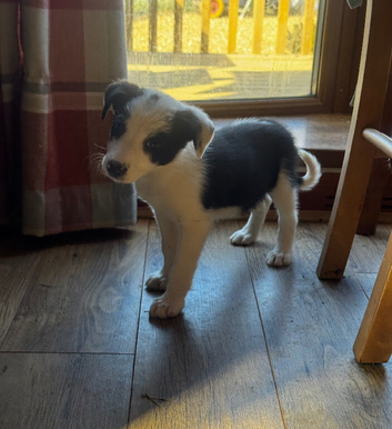 The cutest collie puppy's