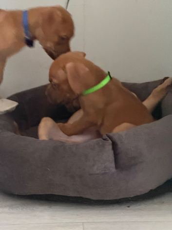 DDB CROSS CANE CORSO