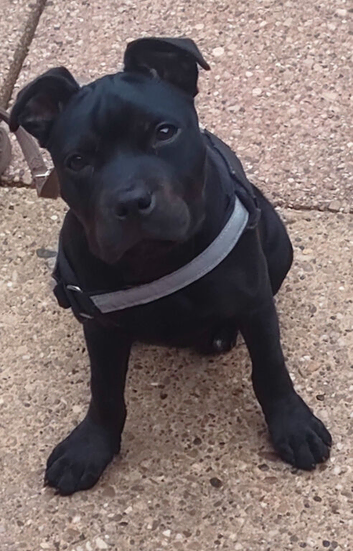 6 months old staffy x male