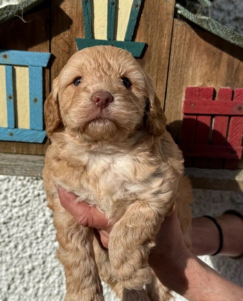 Cockapoo Puppies