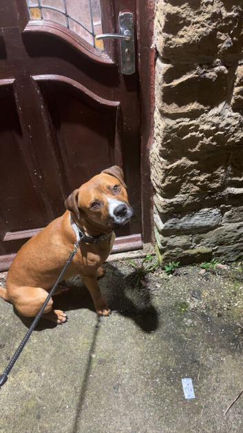 Rottweiler X Staffy for sale