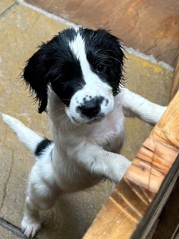 Beautiful striking Traditional English Springer Spaniel Puppies