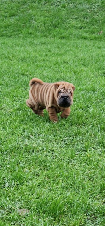 Shar Pei Puppy from poag/pll and spaid screened parents