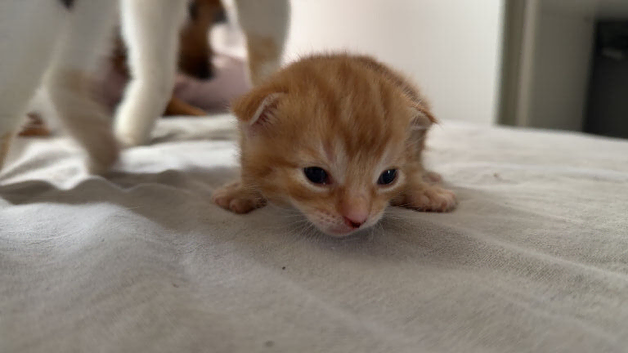 Male kitten