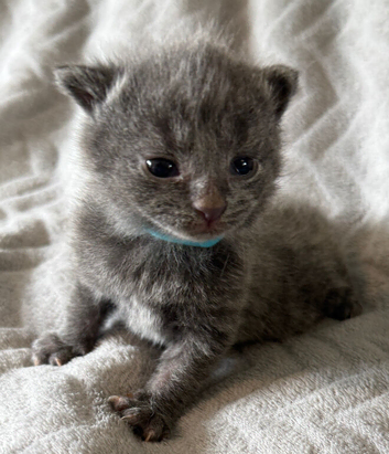 Three Adorable Kittens!