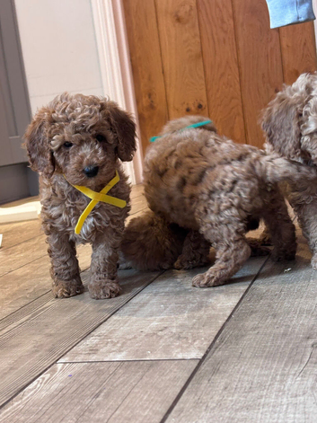 Min Poodle Puppies