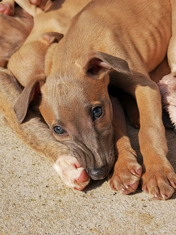 Beautifull whippet puppies