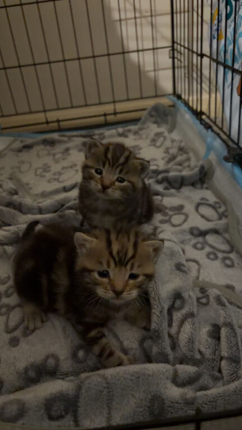Beautiful kitties looking for there forever loving homes.