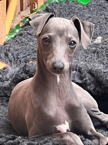 Kc registered blue Italian greyhounds