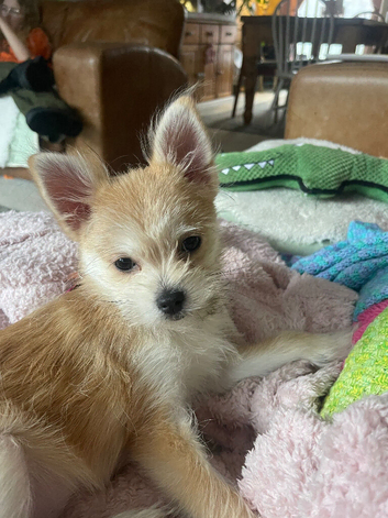 Pom/Maltese cross- Wendy