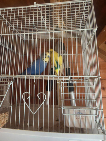 Pair Of Budgies for Sale