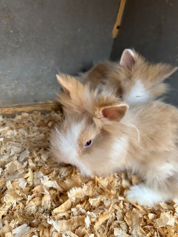 Gorgeous lion head babies