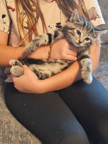 3 kittens for sale