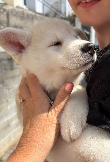 Siberian White Husky - Beautiful male and female husky puppies.