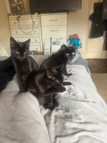 2 black kittens