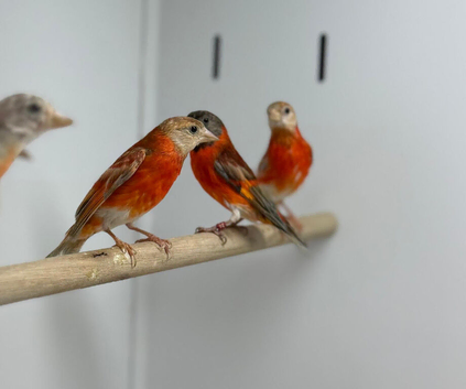 Red Siskin