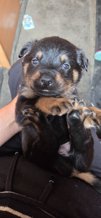 Gorgeous Rottweiler Puppys F1B